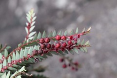 Phyllanthus singampattianus